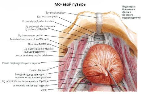 المثانة البولية (vesica urinaria)