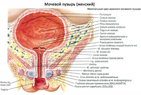 المثانة البولية (vesica urinaria)